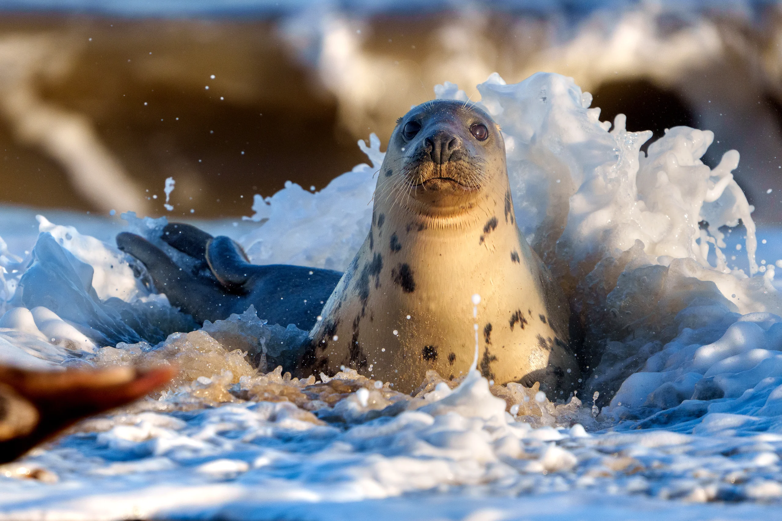 A spotted seal raises its head above white surf breaking around its body.