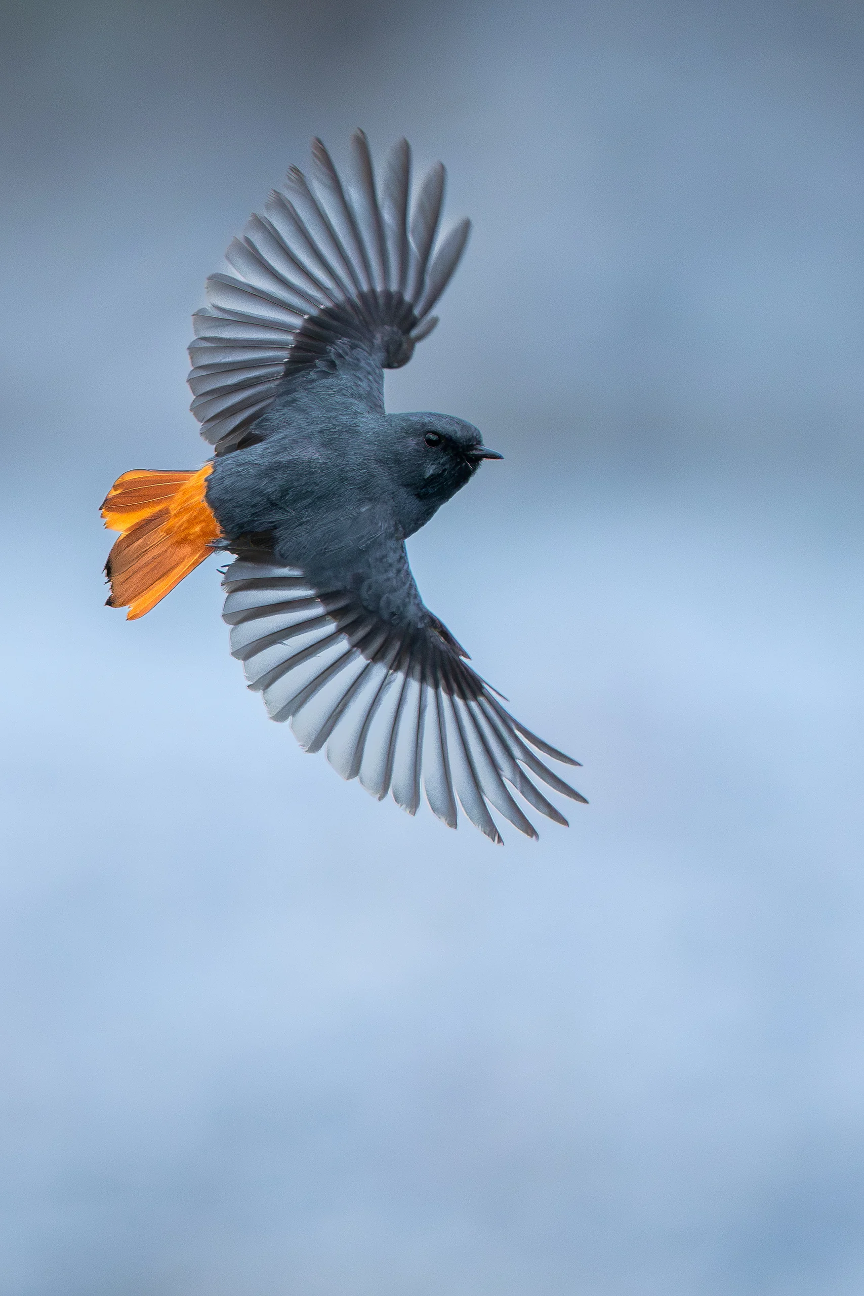 A dark bird turns in flight with its grey wings fanned wide and vivid orange tail spread.