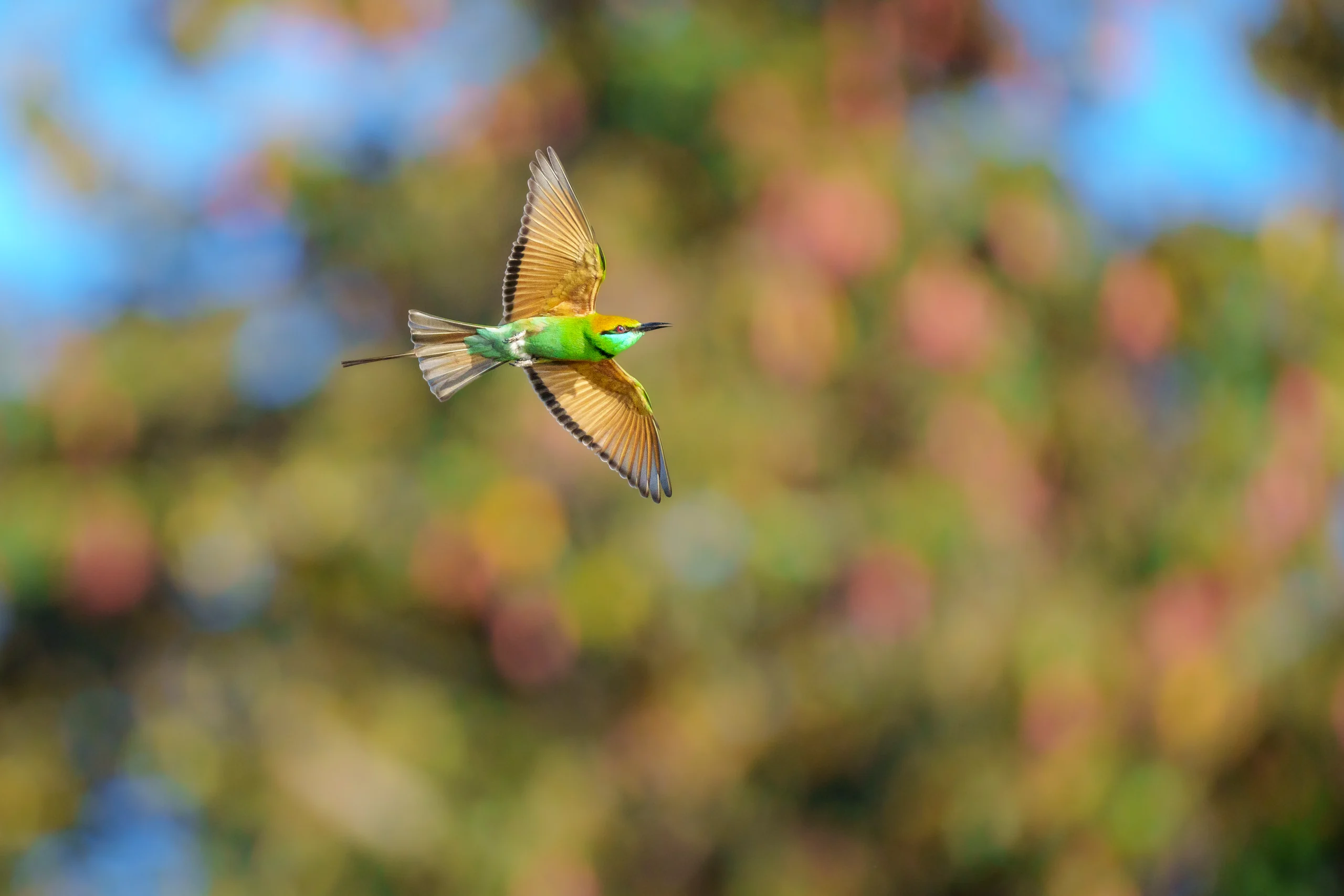 A green bird with golden-brown wings flies across softly blurred foliage.