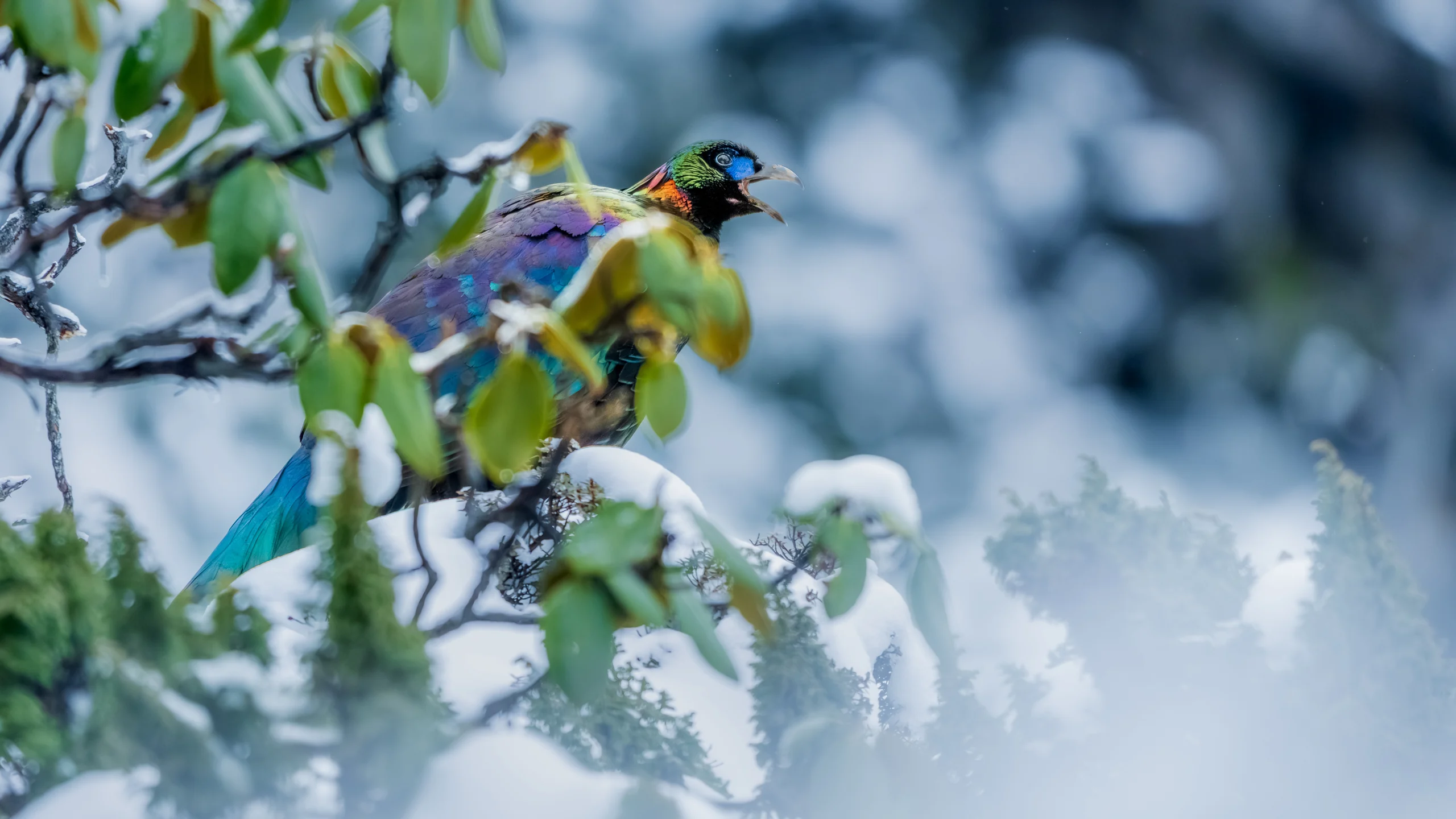 A brightly coloured bird perches among green leaves and branches edged with white snow.