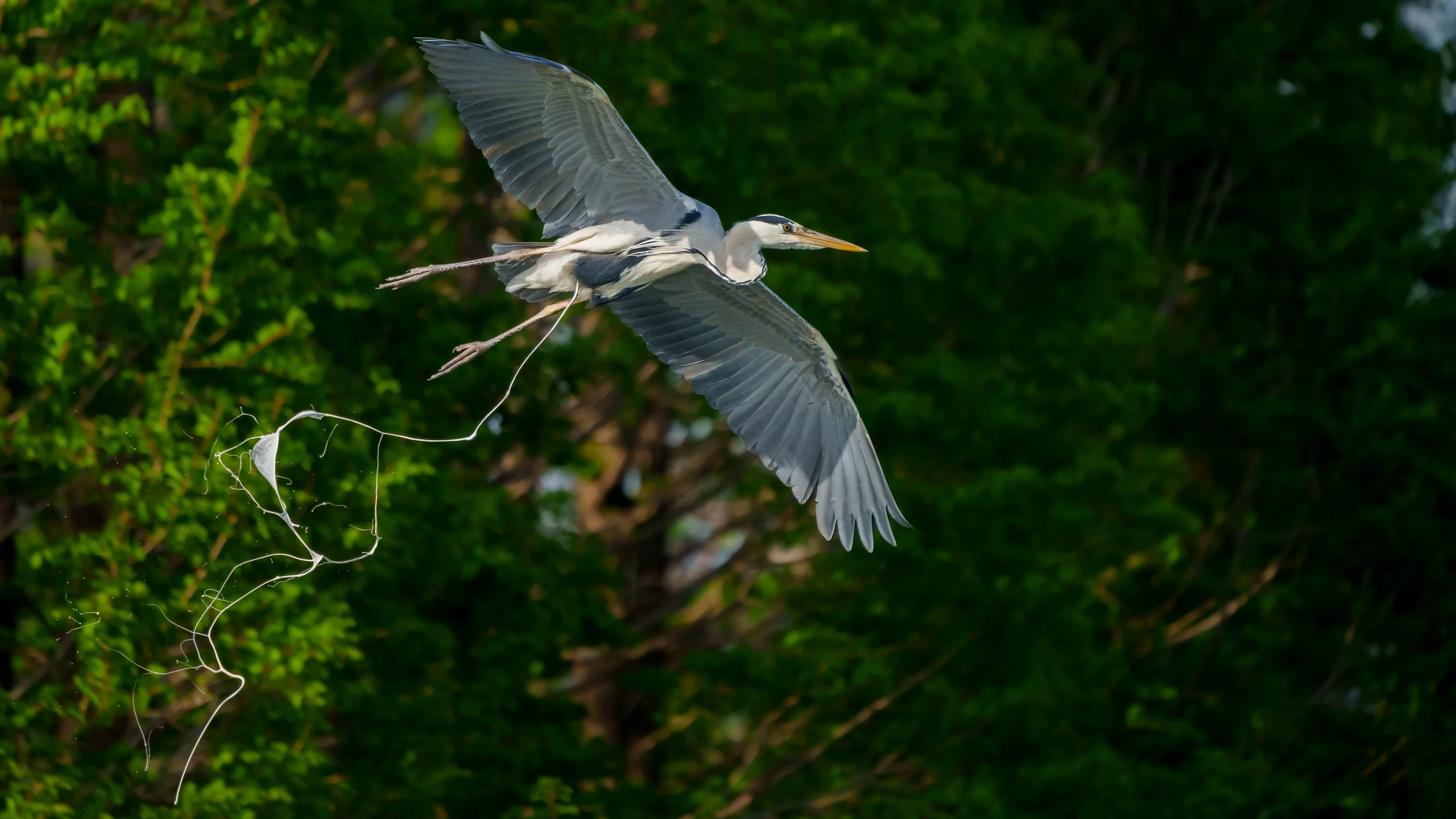 A heron flies with its wings spread, with pale strands trailing behind its legs against green foliage.
