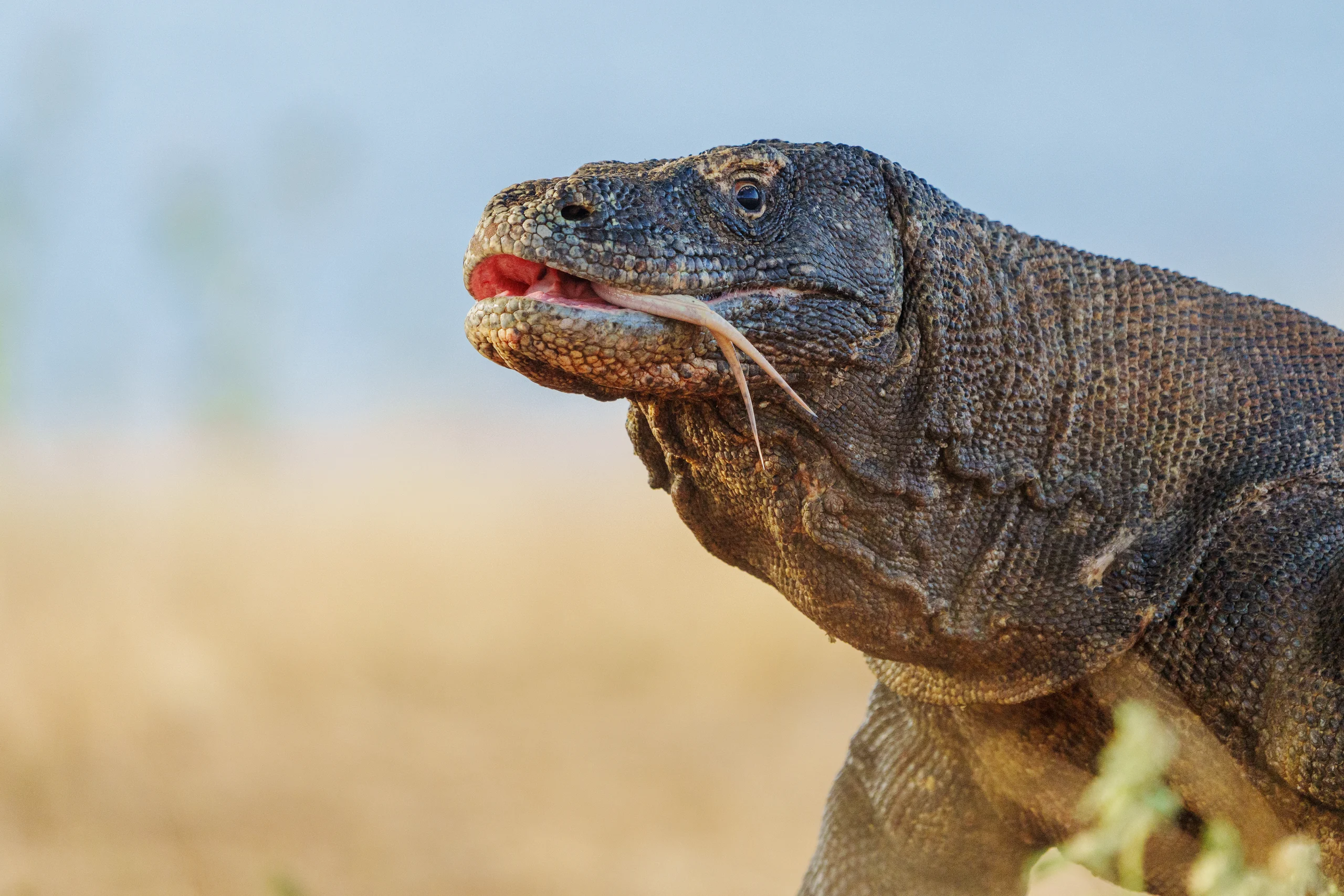 A close profile of a large grey lizard shows its textured scales and partly open mouth.