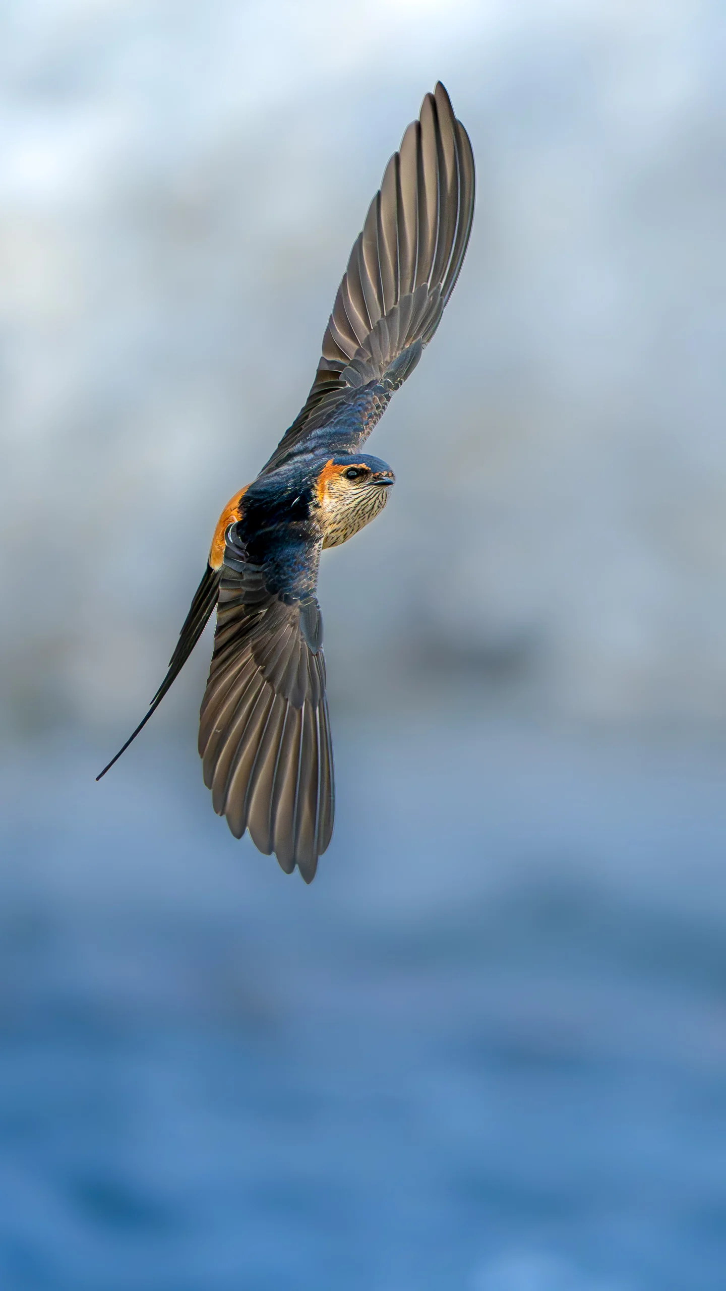 A small bird with long tail streamers turns in flight with both wings spread above a blurred blue water background.