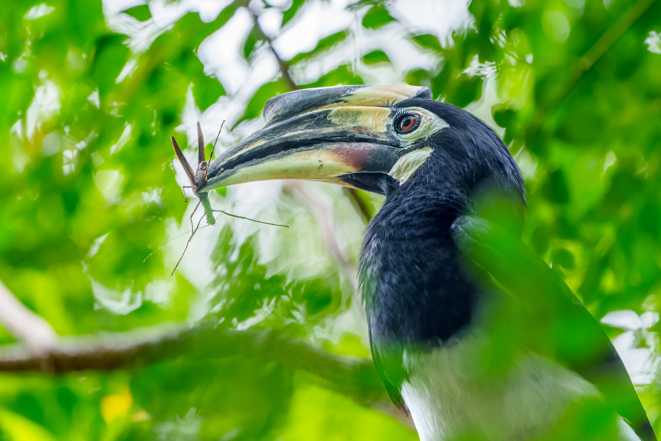 A black-and-white hornbill holds a long-legged insect at the tip of its bill among green leaves.