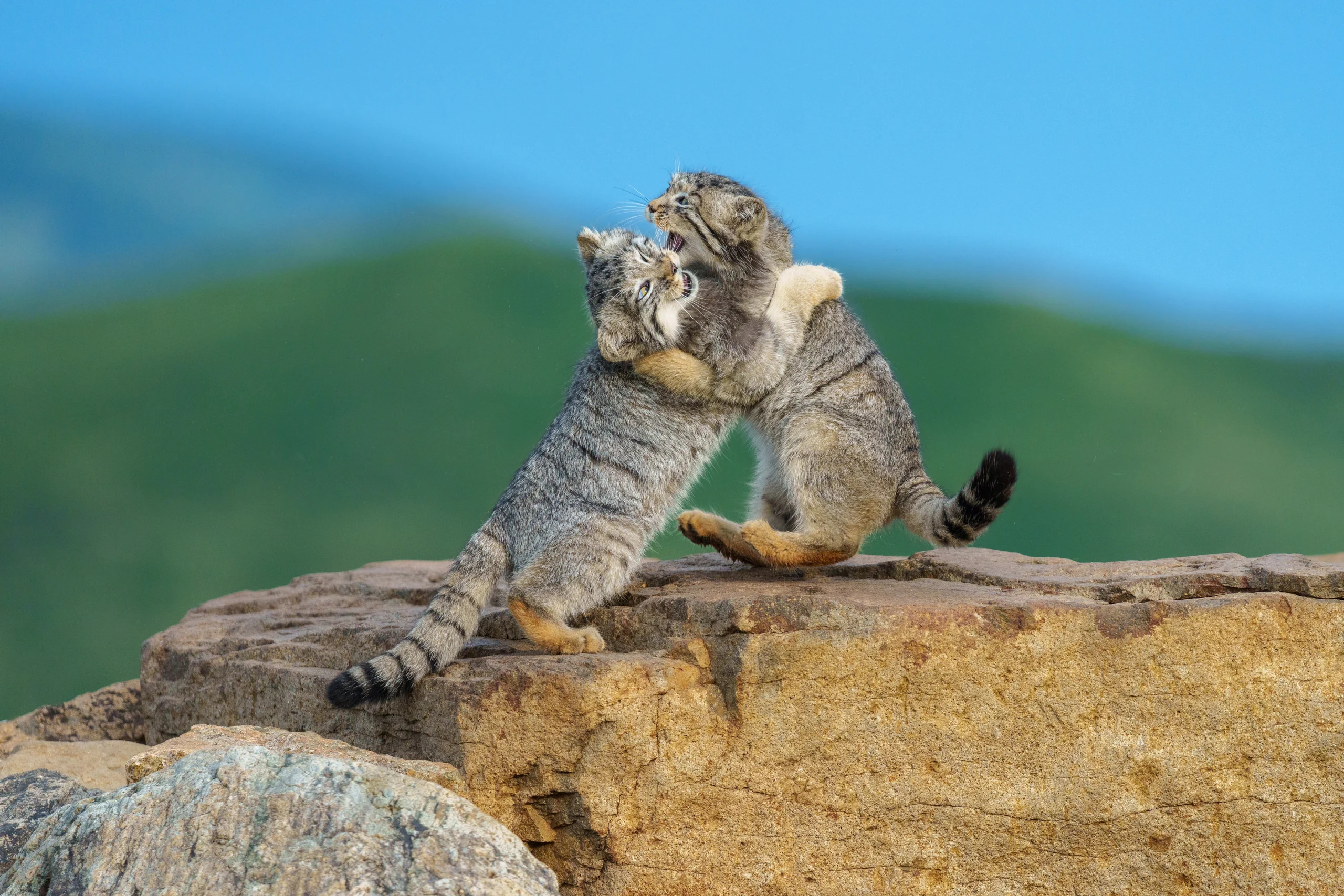 Two Pallas’s cats grapple on a broad rock, one leaning backward with its hindquarters lifted.