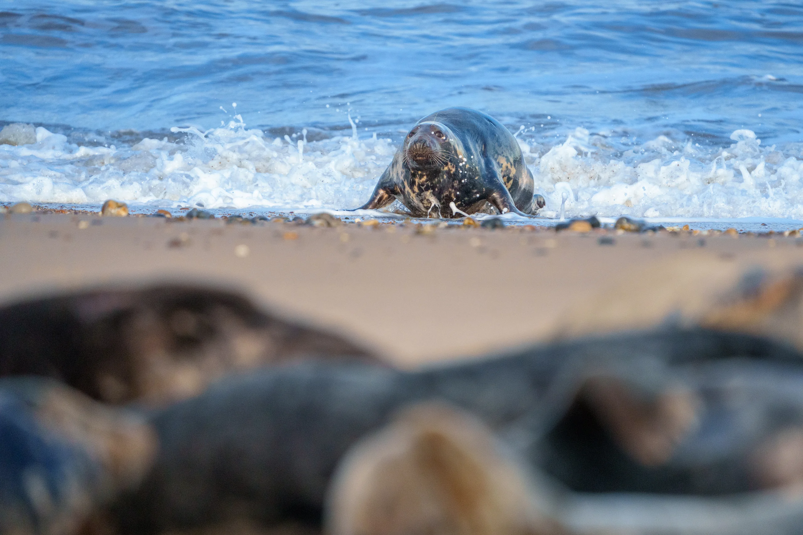 A seal rests at the edge of white surf beyond several out-of-focus seals in the foreground.