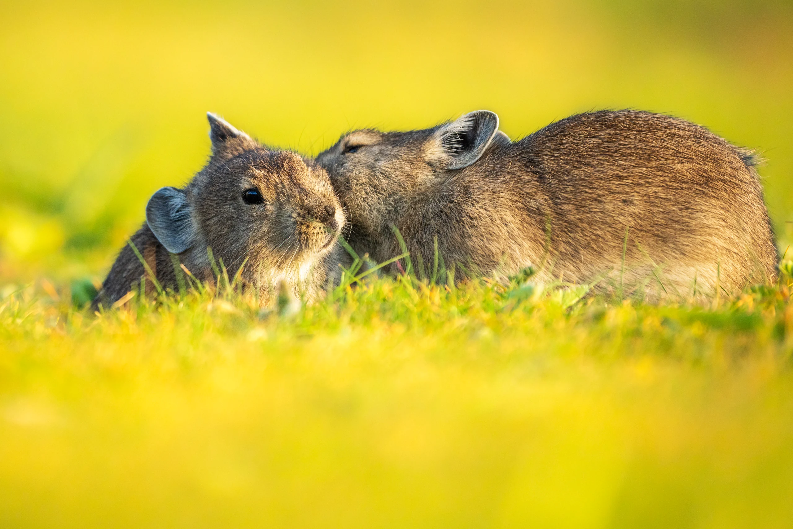 Two brown rodents lie close together in sunlit grass, one pressing its muzzle against the other’s head.