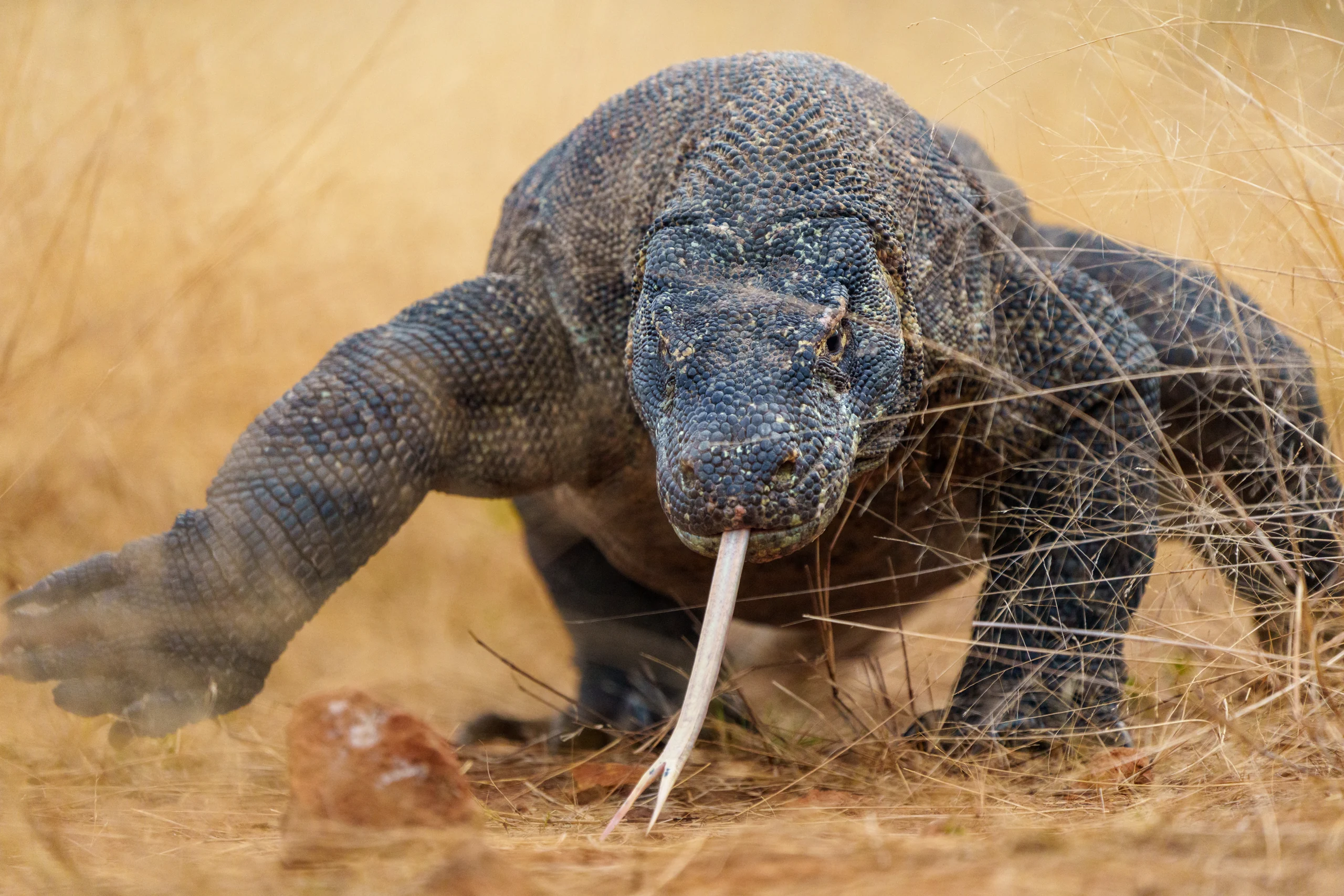 A large grey lizard faces the camera with its forked tongue extended above dry grass and bare ground.