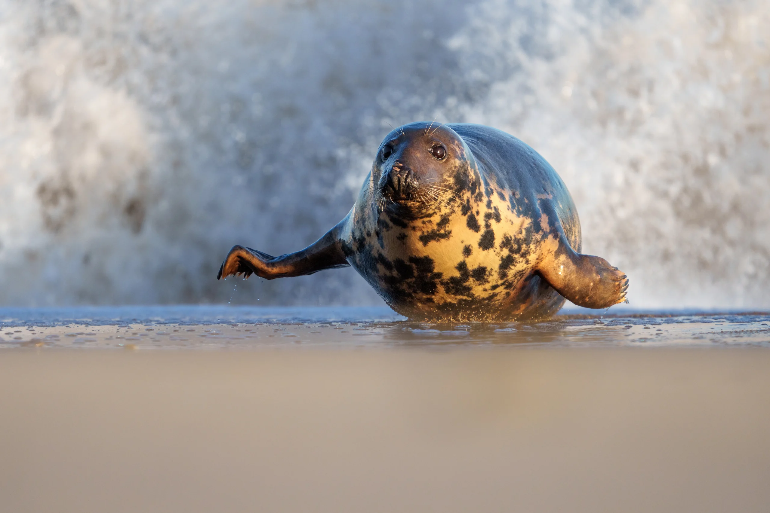 A seal faces the camera with both foreflippers extended as a wave breaks behind it.