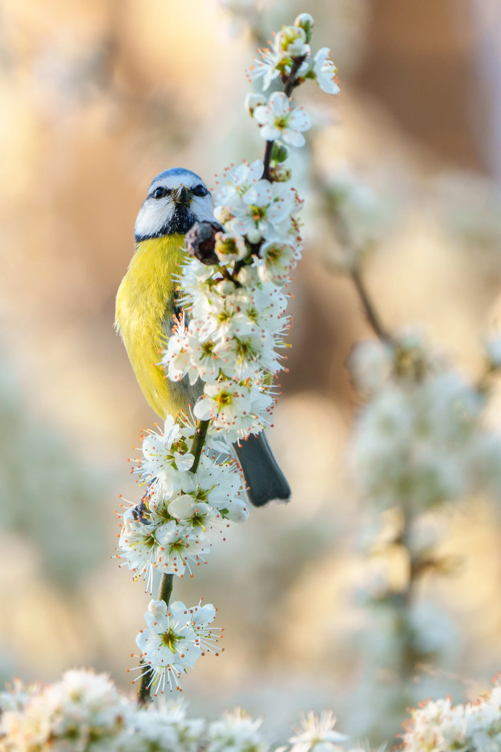 A small yellow-bellied bird clings to a slender branch covered in white blossoms.
