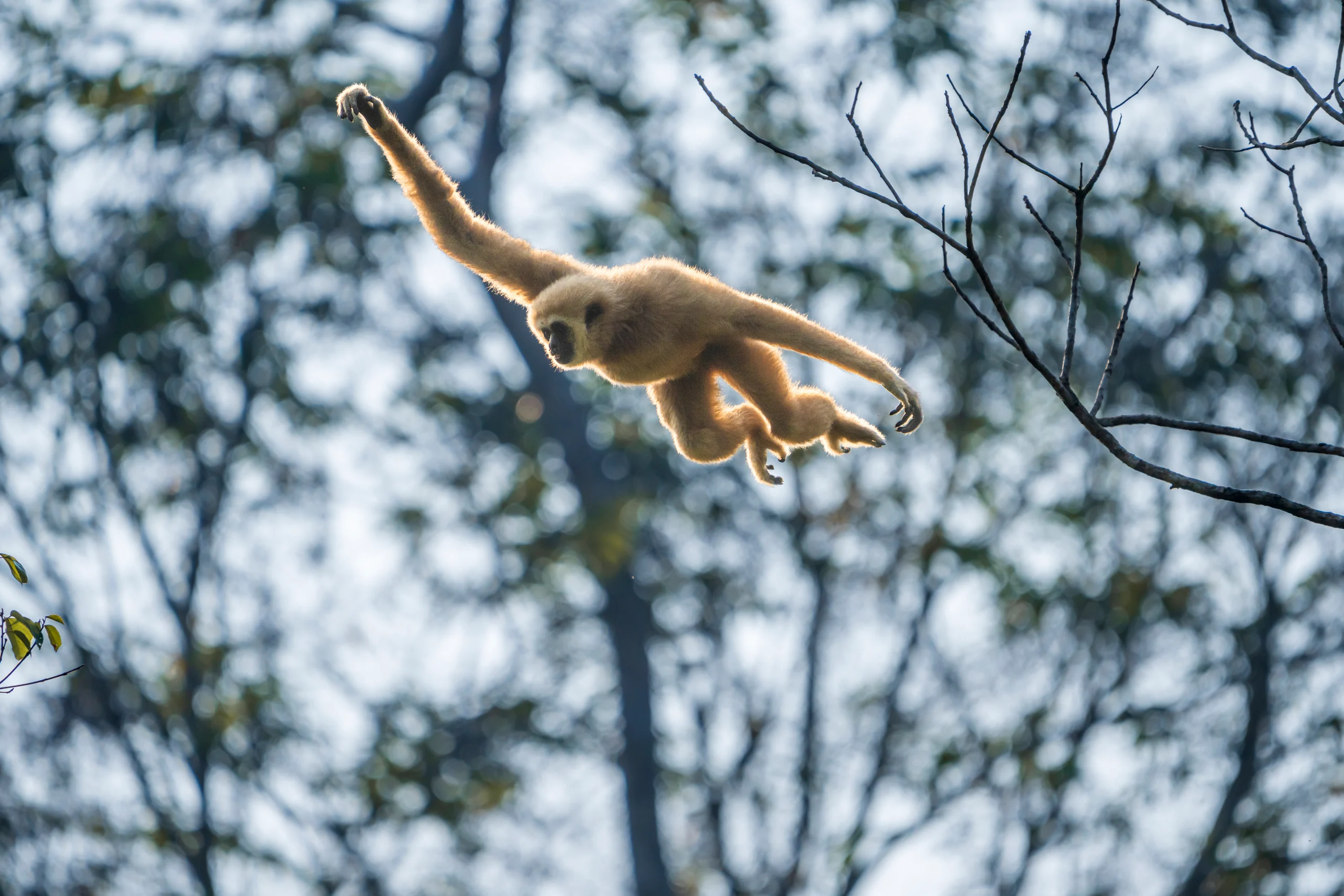 A pale-furred primate is airborne among thin branches, with one long arm stretched overhead.