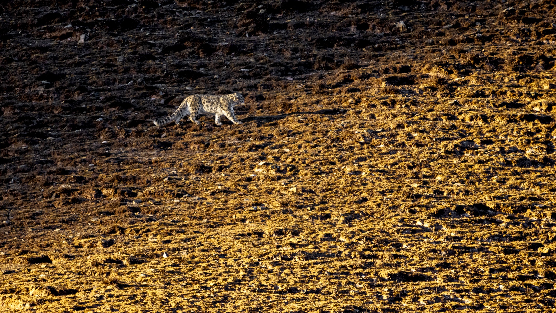 A snow leopard crossing a dark mountain slope in golden light.